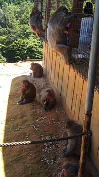 Monkeys